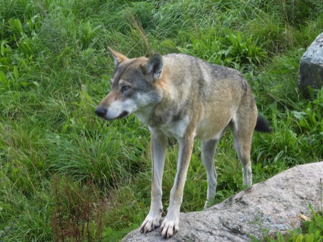 Wolf, Scandinavian Wildlife Park, Denmark